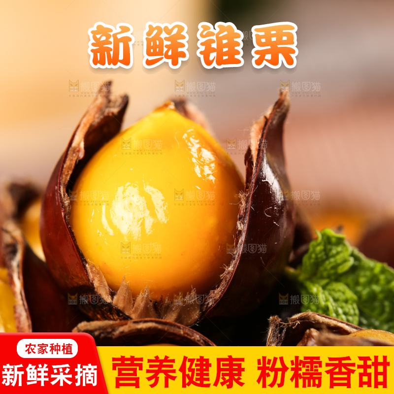 深底上的油锥栗