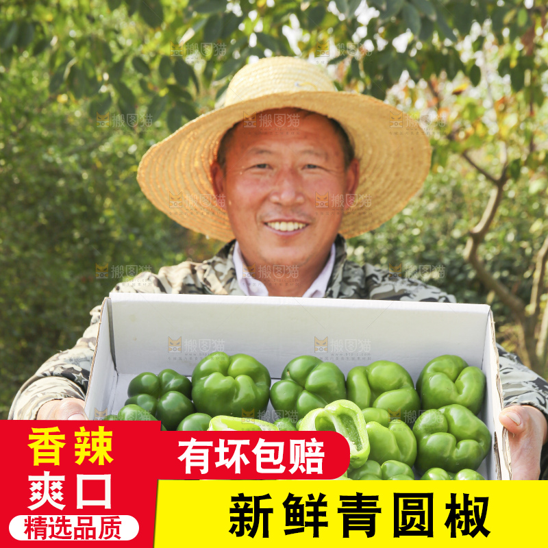 手里拿着新鲜青圆椒
