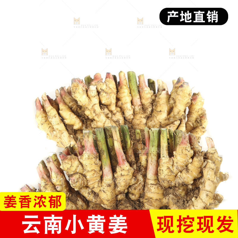 白底上的小黄姜