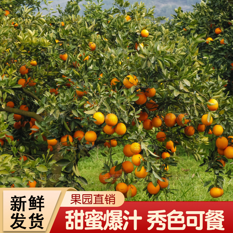 树上的中华红血橙