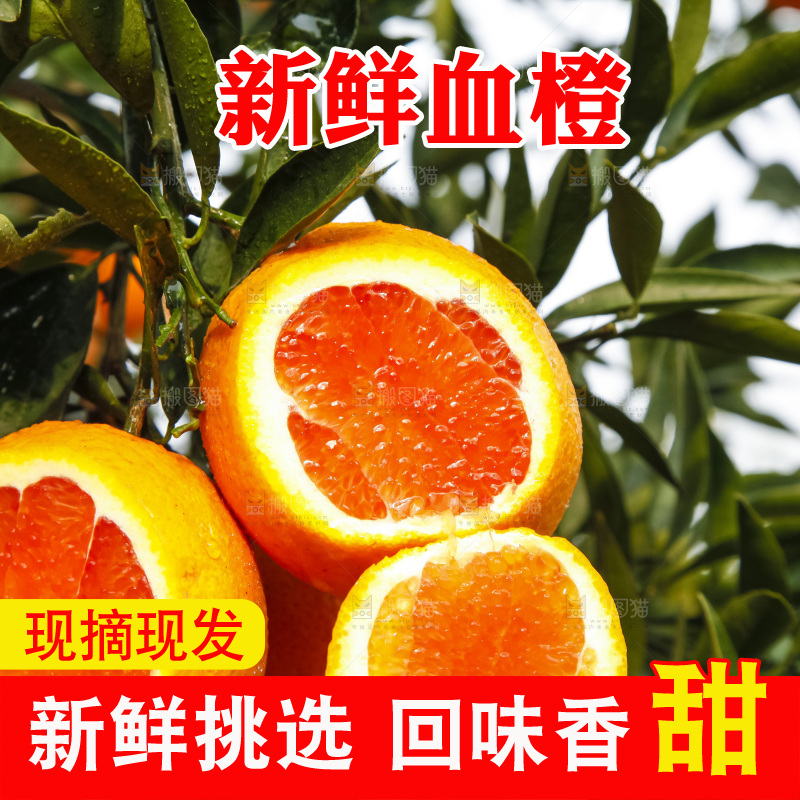 树上的中华红血橙