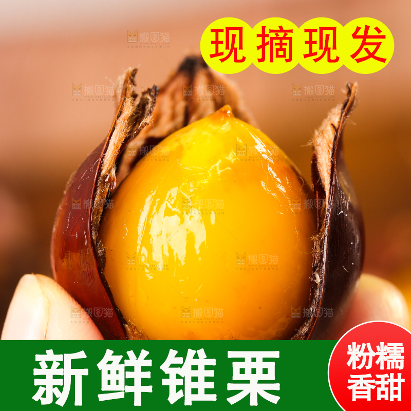 深底上的油锥栗