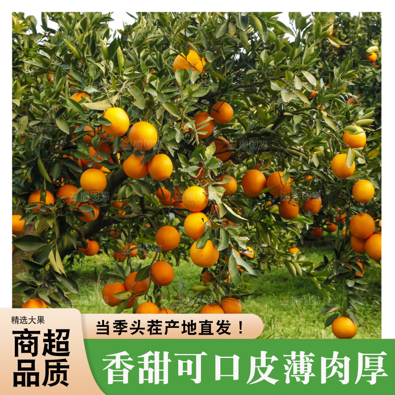 树上的中华红血橙