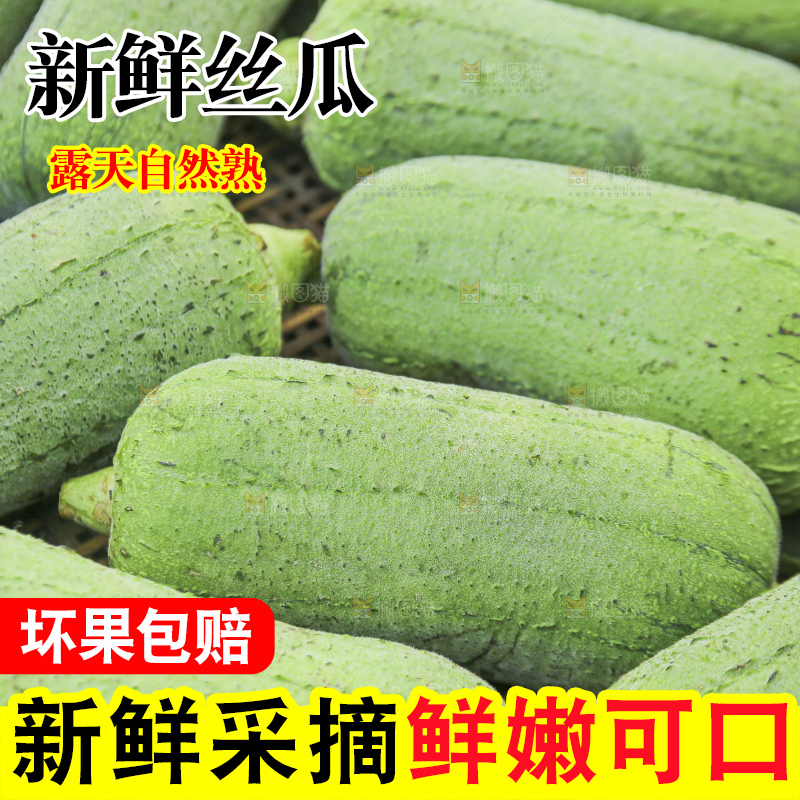 手里拿着新鲜丝瓜