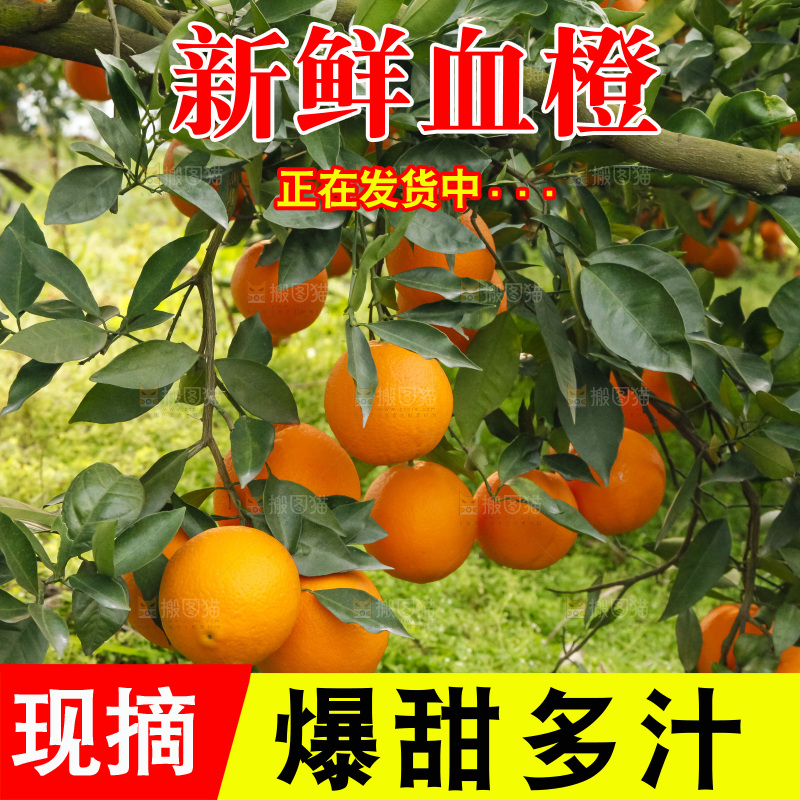 树上的中华红血橙