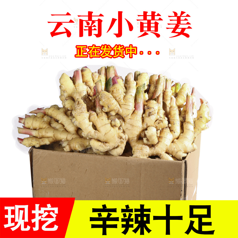 白底上的小黄姜