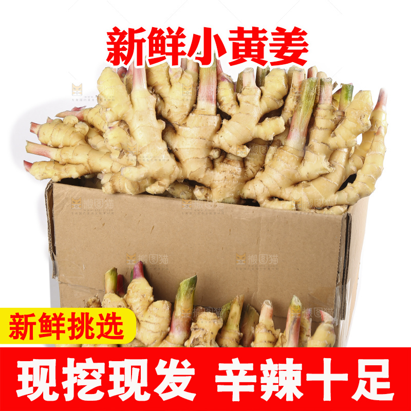 白底上的小黄姜