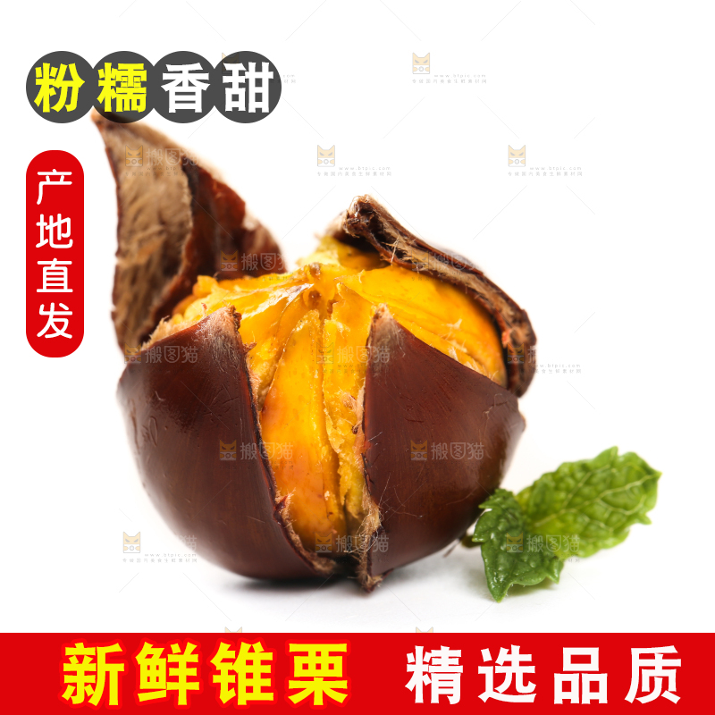 白底上的锥栗