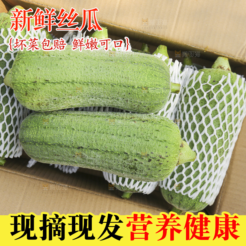 手里拿着新鲜丝瓜