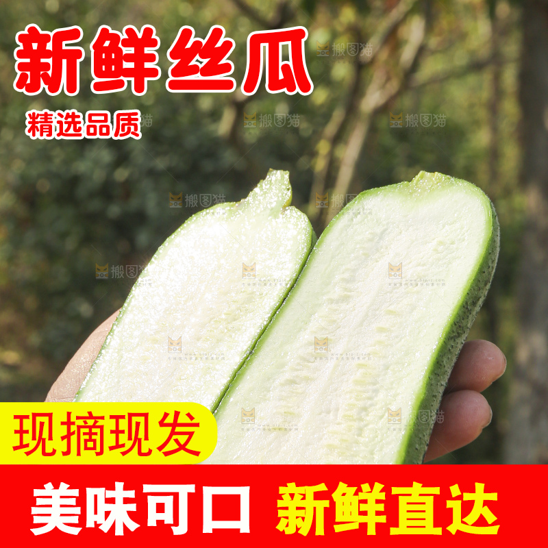 手里拿着新鲜丝瓜
