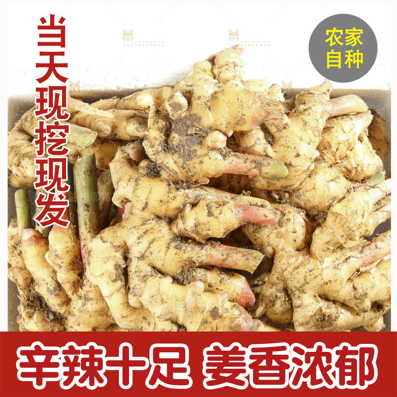 白底上的小黄姜