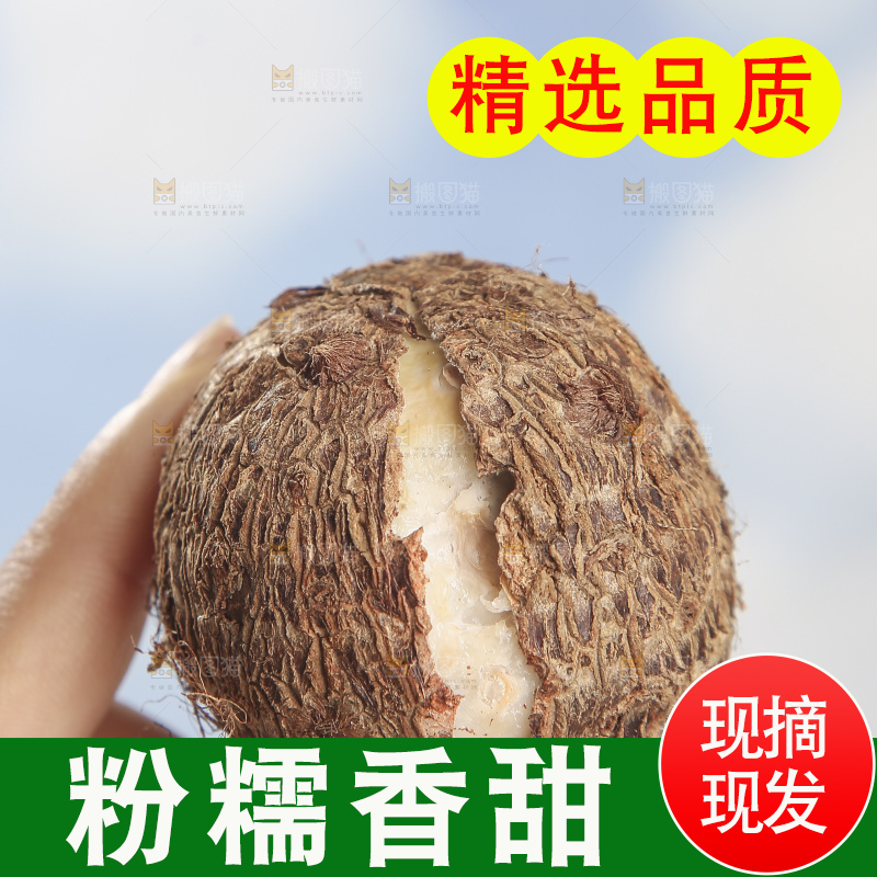 浅底上的新鲜小芋头