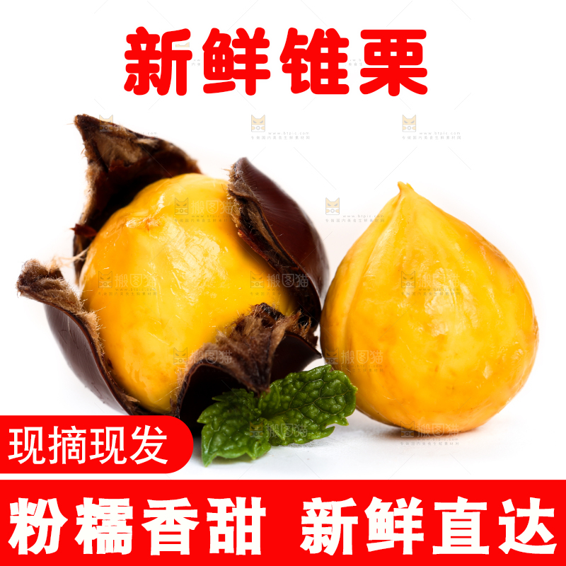 白底上的锥栗
