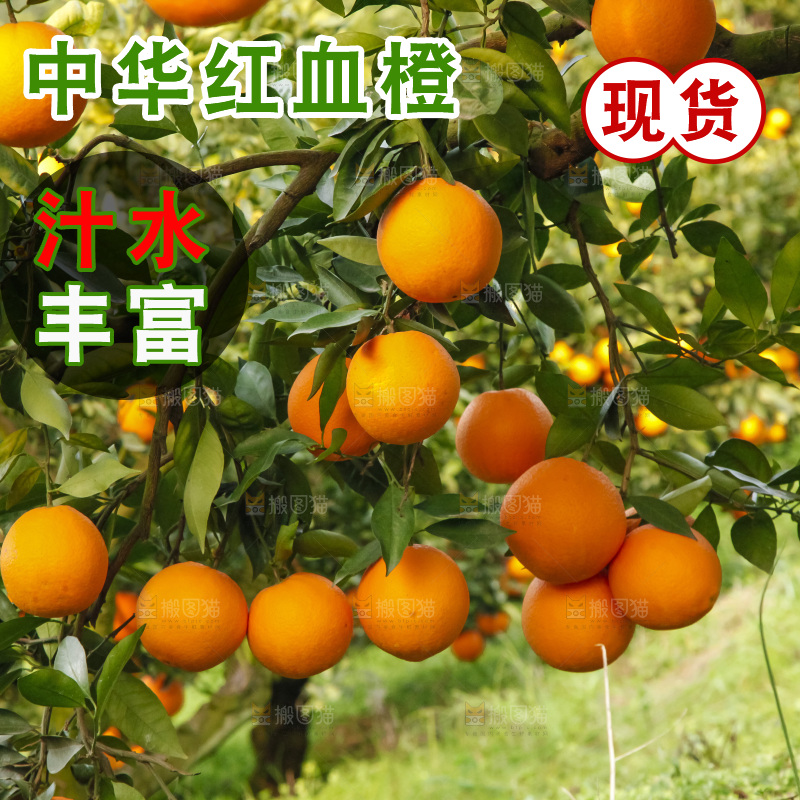 树上的中华红血橙