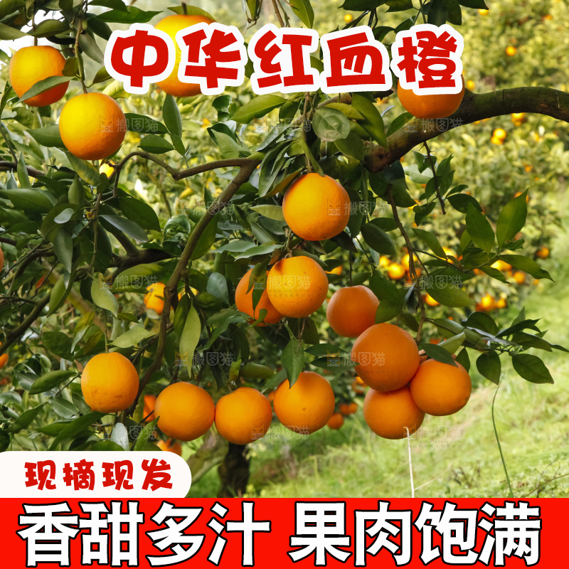 树上的中华红血橙
