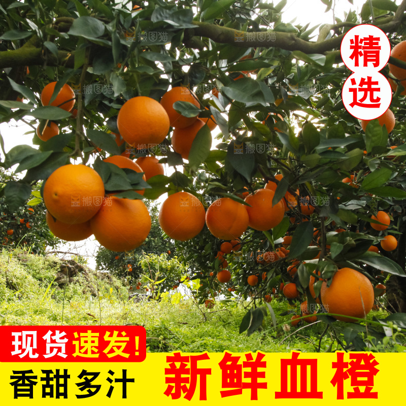 树上的中华红血橙