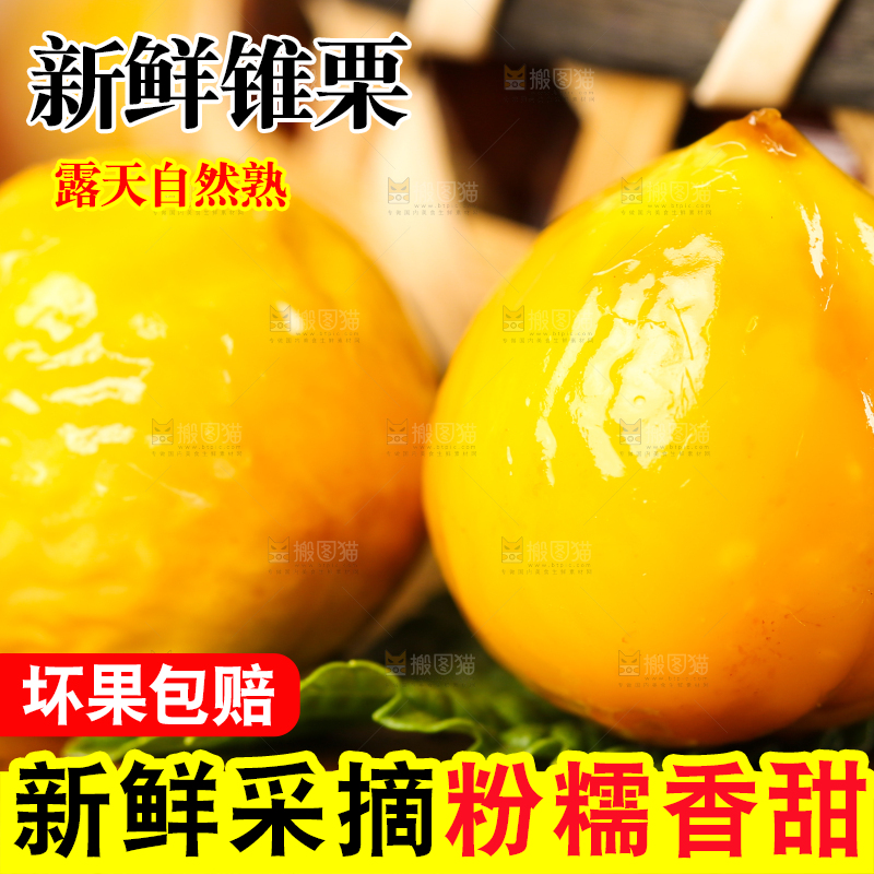 深底上的油锥栗