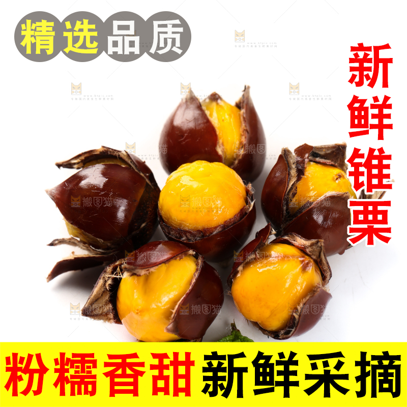 白底上的锥栗