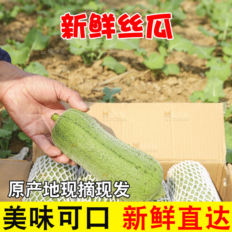 手里拿着新鲜丝瓜