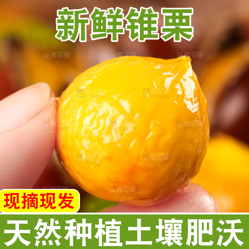 深底上的油锥栗