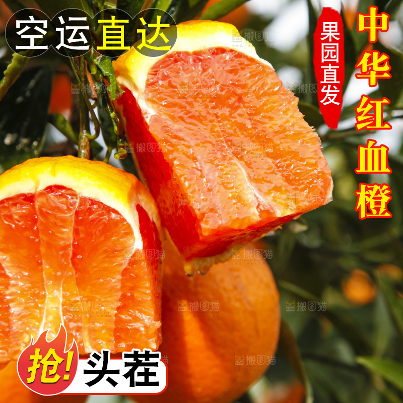 树上的中华红血橙