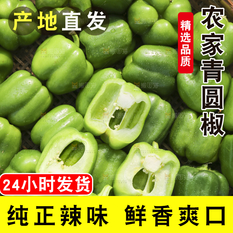 手里拿着新鲜青圆椒