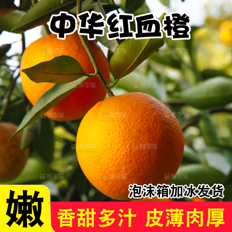 树上的中华红血橙