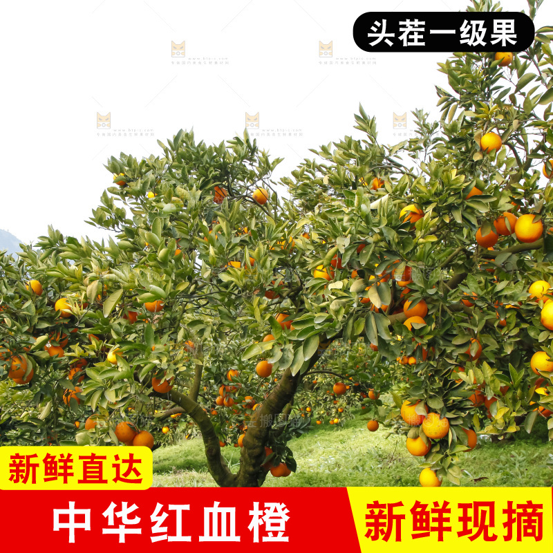 树上的中华红血橙