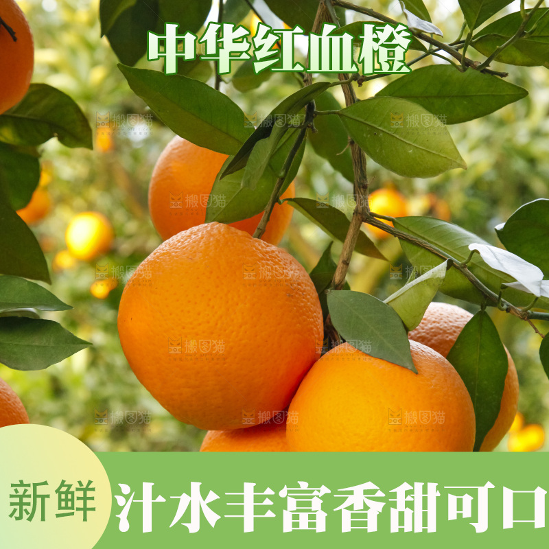 树上的中华红血橙