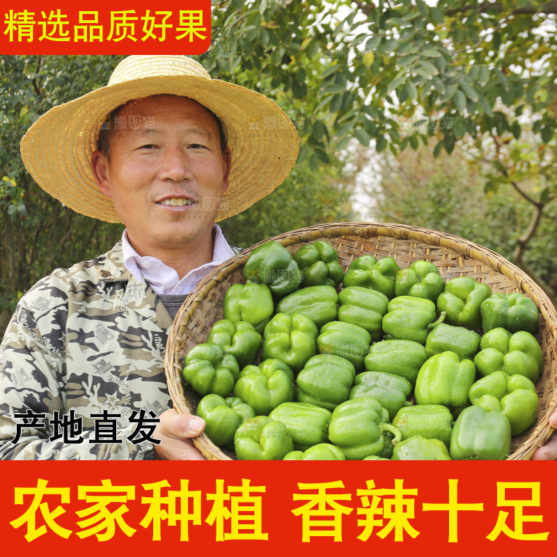 手里拿着新鲜青圆椒