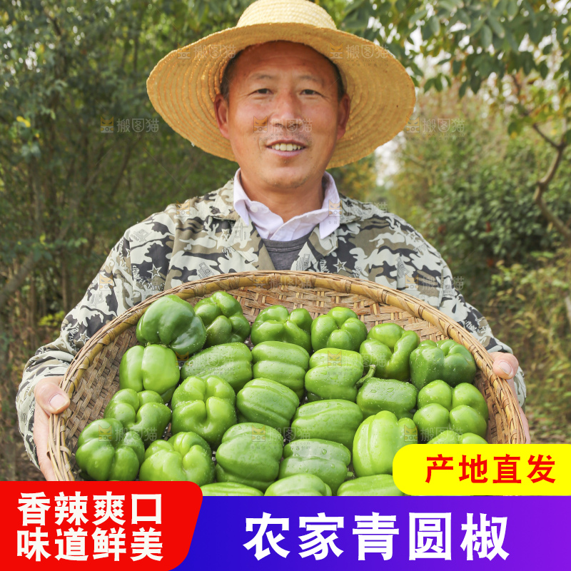 手里拿着新鲜青圆椒
