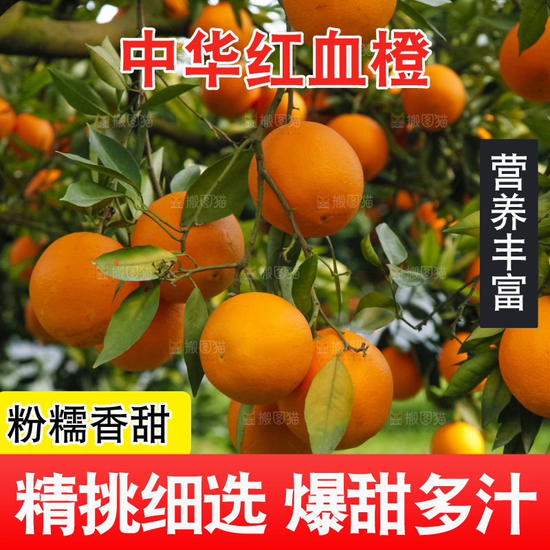 树上的中华红血橙