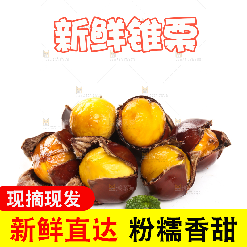 白底上的锥栗