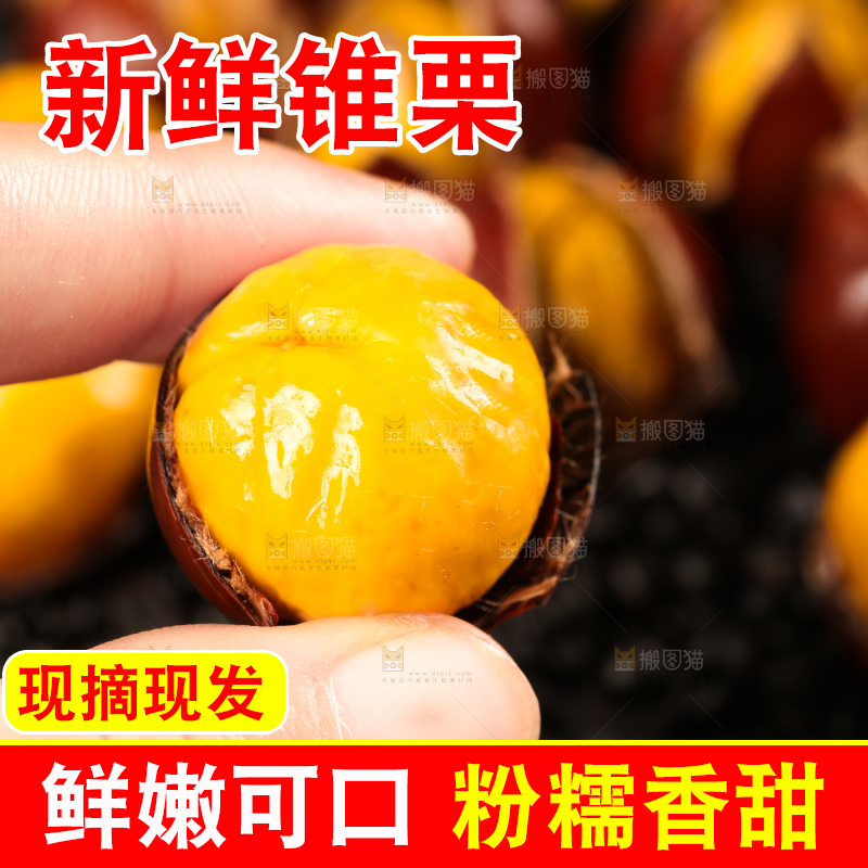 深底上的油锥栗
