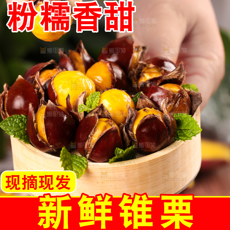 深底上的油锥栗