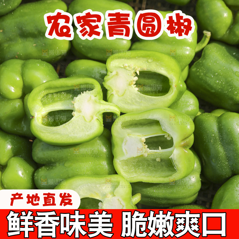 手里拿着新鲜青圆椒