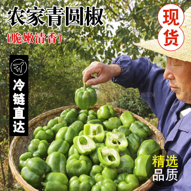 手里拿着新鲜青圆椒