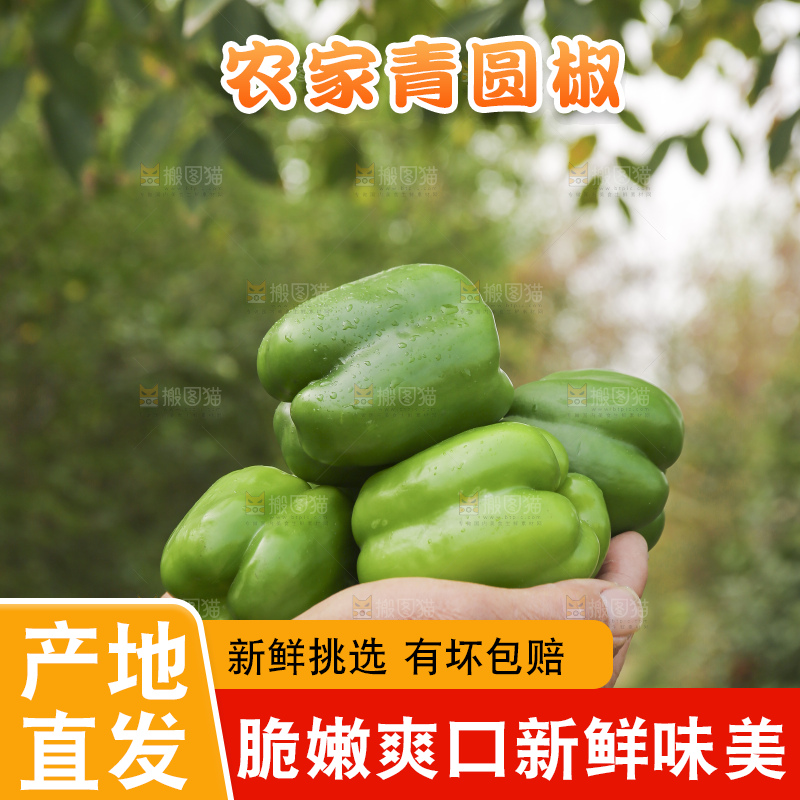 手里拿着新鲜青圆椒