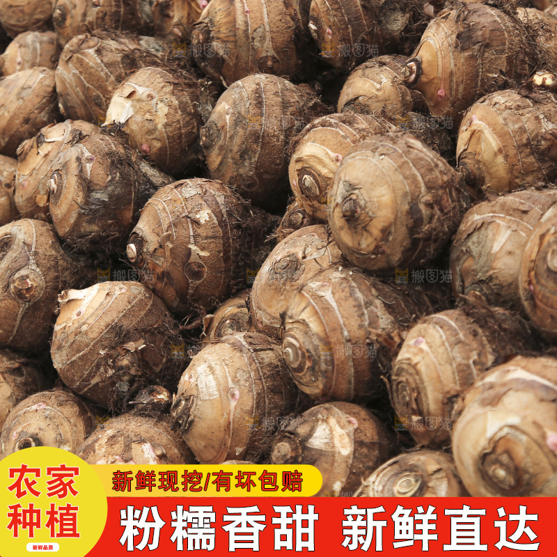 大片荔浦芋头
