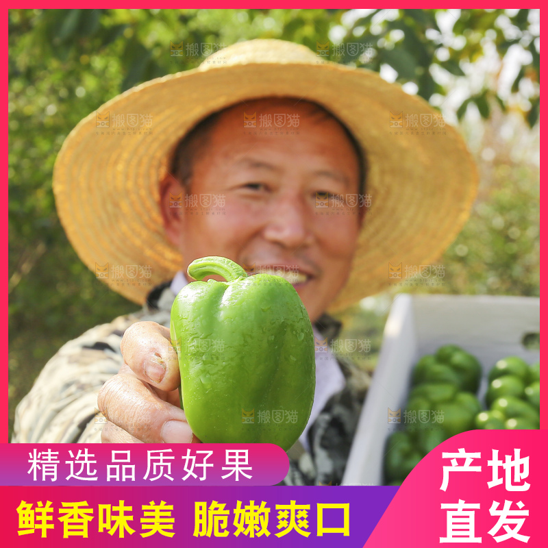 手里拿着新鲜青圆椒