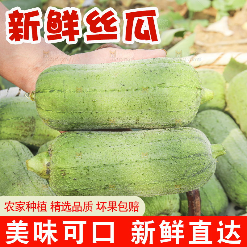手里拿着新鲜丝瓜