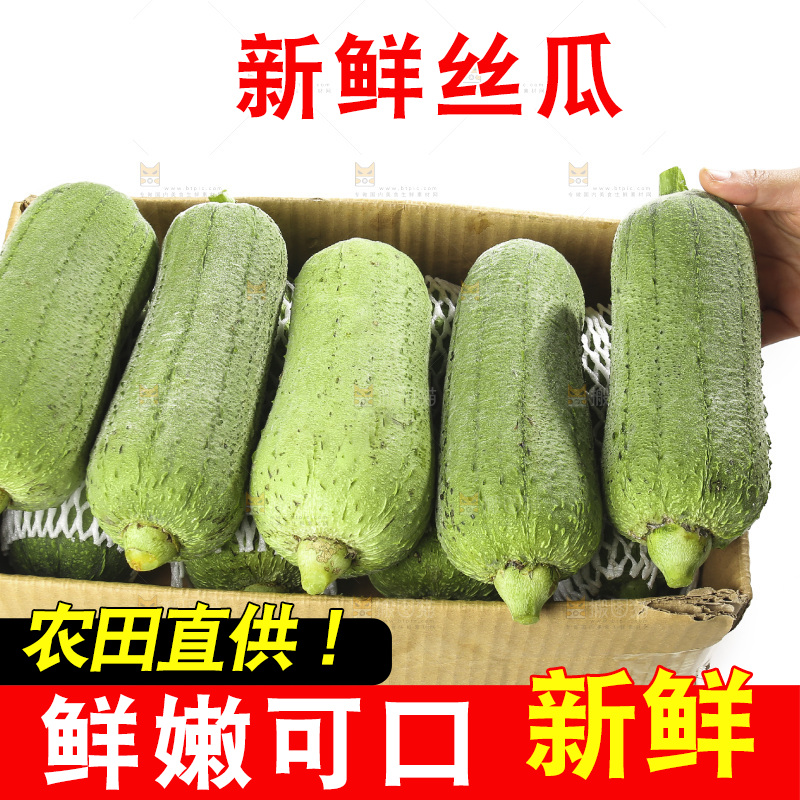 白底上的大丝瓜