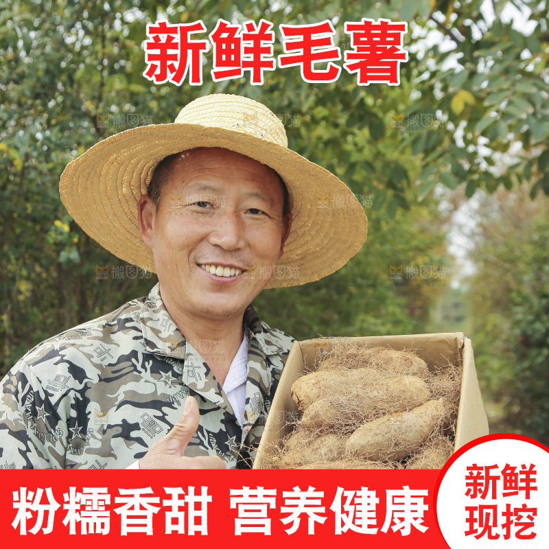 手里拿着新鲜毛薯
