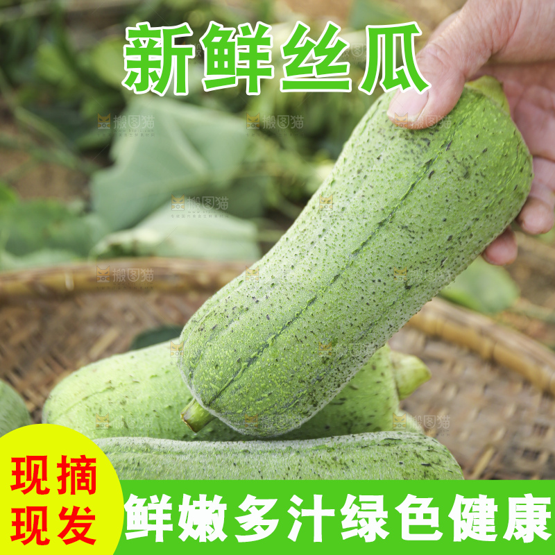 手里拿着新鲜丝瓜