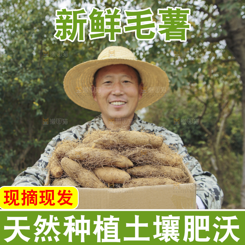 手里拿着新鲜毛薯