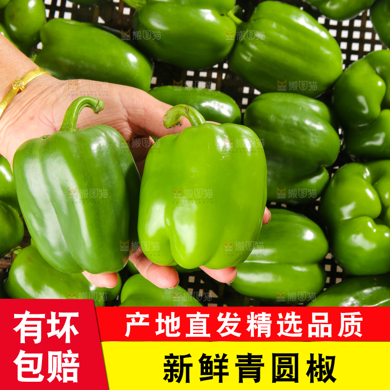 白底上的青圆椒