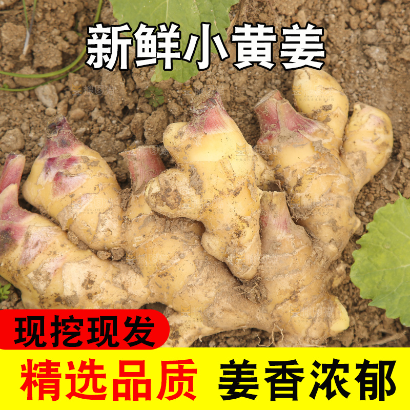 地里的小黄姜