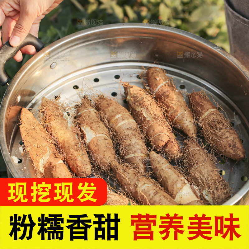 手里拿着新鲜毛薯