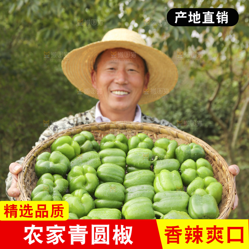 手里拿着新鲜青圆椒