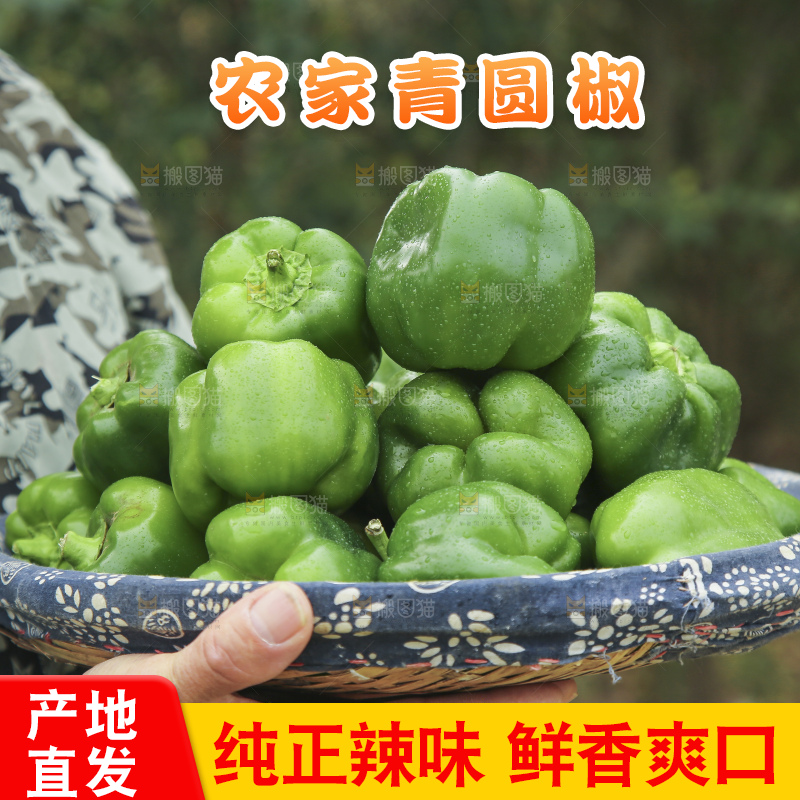手里拿着新鲜青圆椒